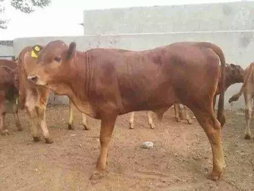 ϺSţr(ji)ϺϺSţr(ji)