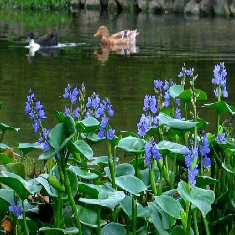 @ˇ-û-@־Gͦˮֲ-^prֵ