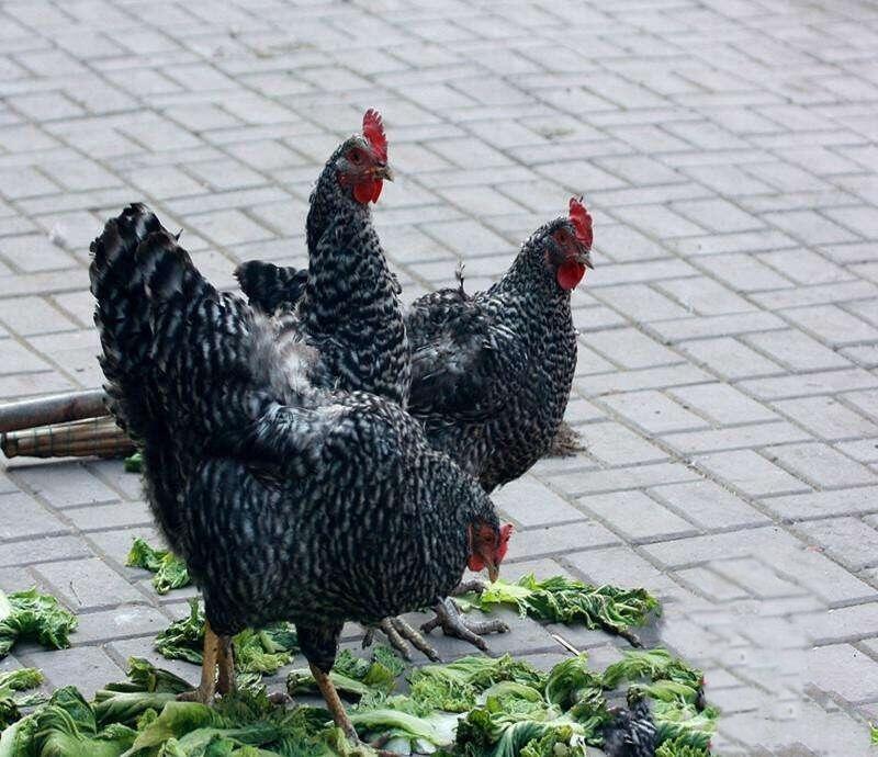 ul(f) ϲGur(ji) ̶Ju繩(yng) Žu